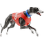 Sporty wirtualne